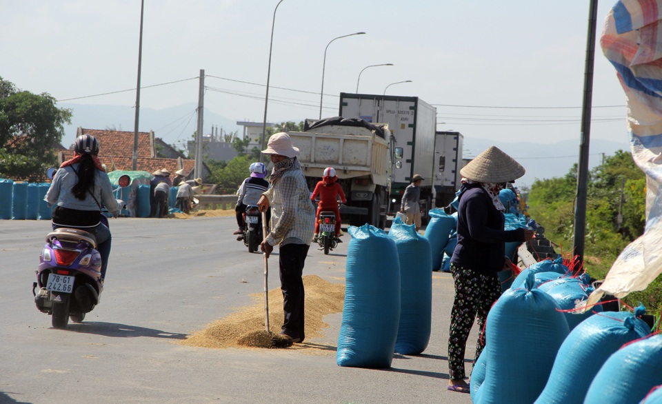 Tài xế hoảng khi quốc lộ 1A biến thành... sân phơi lúa - 3 Tài xế hoảng khi quốc lộ 1A biến thành... sân phơi lúa - 3