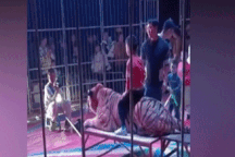 Rạp xiếc gây phẫn nộ khi cho trẻ em ngồi lên lưng hổ chụp ảnh rồi thu tiền