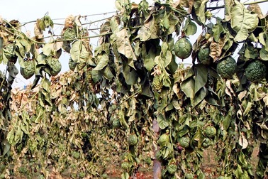 Cần xử nghiêm hành vi phá hoại nông sản, vật nuôi của nông dân