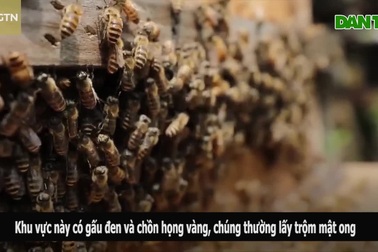 "Rùng mình" cách thu hoạch mật ong cheo leo trên vách núi dựng đứng