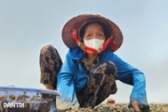 Nghề nuôi ngao ở bãi triều mang lại thu nhập hàng trăm triệu đồng mỗi vụ