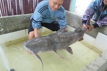 Bữa tiệc "thủy quái" sông Đà trăm triệu của đại gia Hà Nội