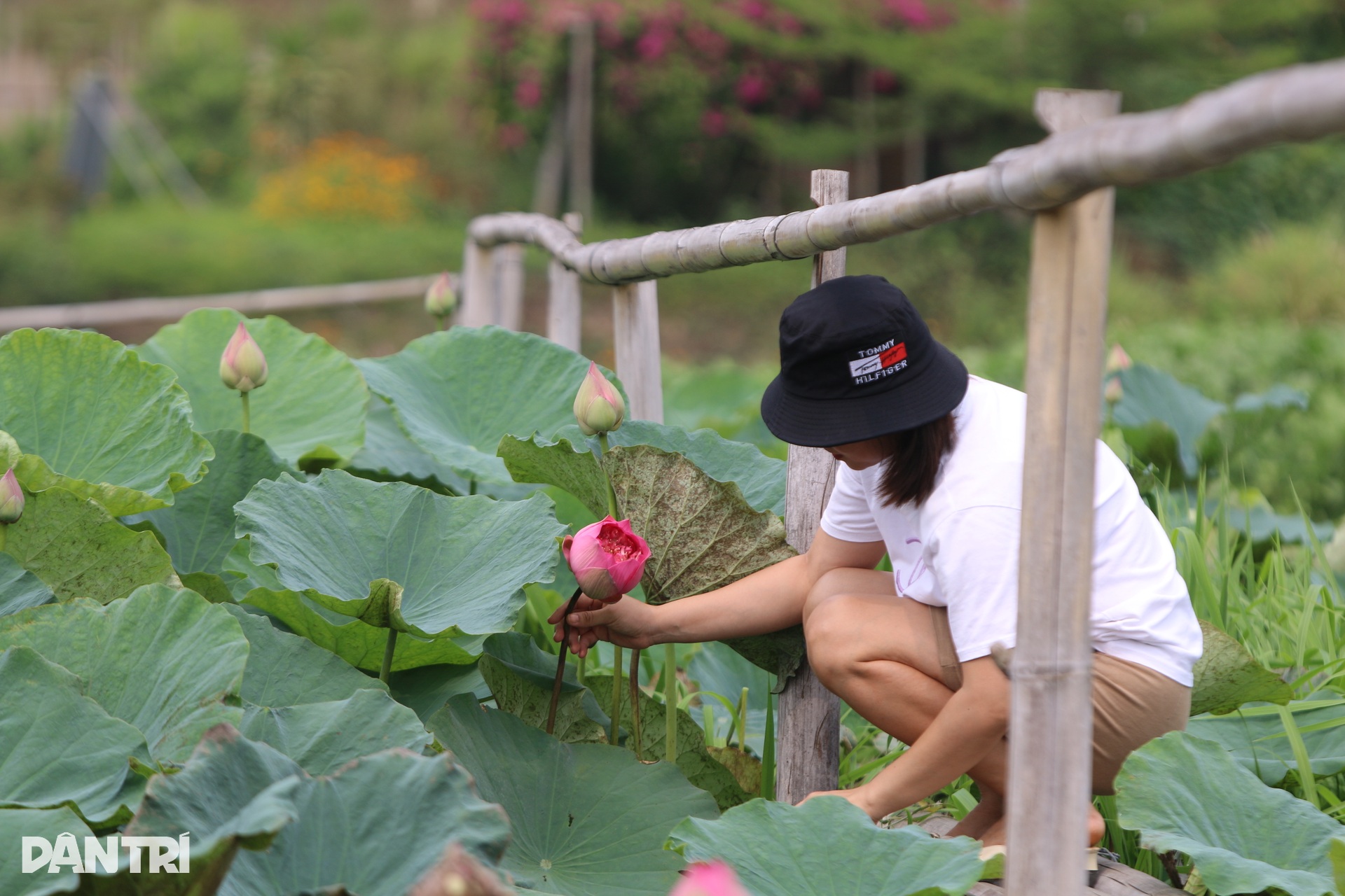 Sen nở kín trên đầm nước được hình thành từ khoảng 300.000 năm trước - 8 Sen nở kín trên đầm nước được hình thành từ khoảng 300.000 năm trước - 8