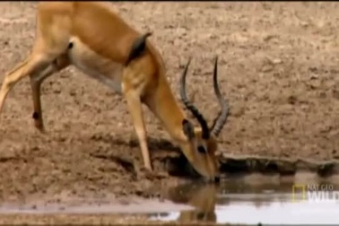 Chiếc sừng "báo hại" khiến linh dương chết thảm trước cá sấu