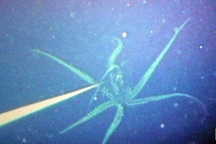 Cá mực khổng lồ dài 3 mét dạt vào bờ biển Nhật Bản