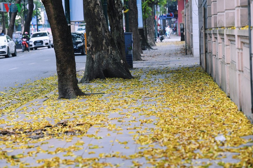 Phố phường Hà Nội đẹp nao lòng mùa sấu trút lá vàng - 9 Phố phường Hà Nội đẹp nao lòng mùa sấu trút lá vàng - 9