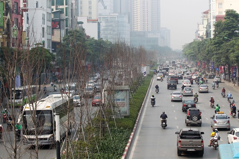 Hà Nội bỏ toàn bộ cây phong lá đỏ trên đường Nguyễn Chí Thanh - 1 Hà Nội bỏ toàn bộ cây phong lá đỏ trên đường Nguyễn Chí Thanh - 1