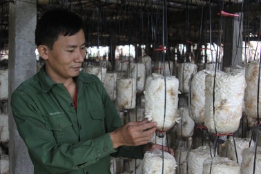 Mô hình thu hồi nước từ lúa và xử lý rác thải để sản xuất nấm ăn