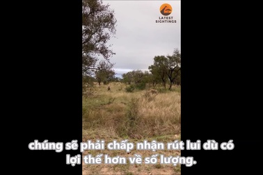 Bầy linh cẩu chùn bước khi đối mặt lợn rừng cỡ lớn