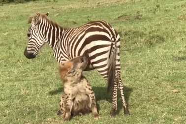 Ngựa vằn đáp trả linh cẩu hòng thoát thân