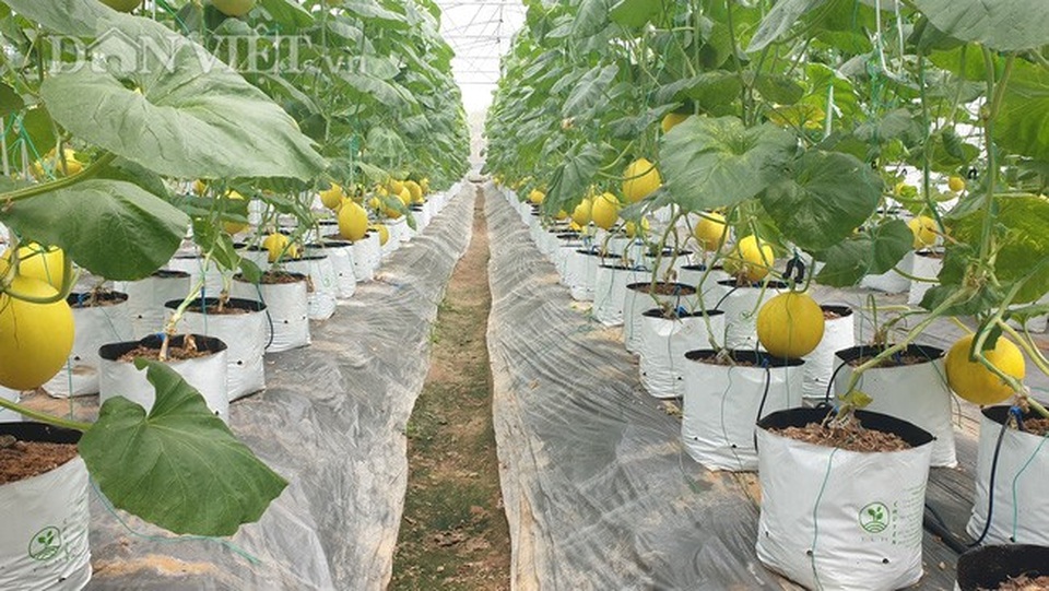 U70 trồng dưa vàng công nghệ cao, ngay vụ đầu đã bỏ túi gần 50 triệu - 2 U70 trồng dưa vàng công nghệ cao, ngay vụ đầu đã bỏ túi gần 50 triệu - 2