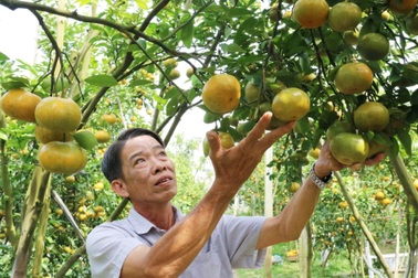 Du khách có 3 ngày tham quan vườn trái cây chín vàng ươm, bắt mắt