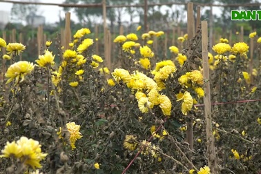 Ế ẩm vì dịch, hoa chết khô giữa đồng, bị vứt bỏ như rác