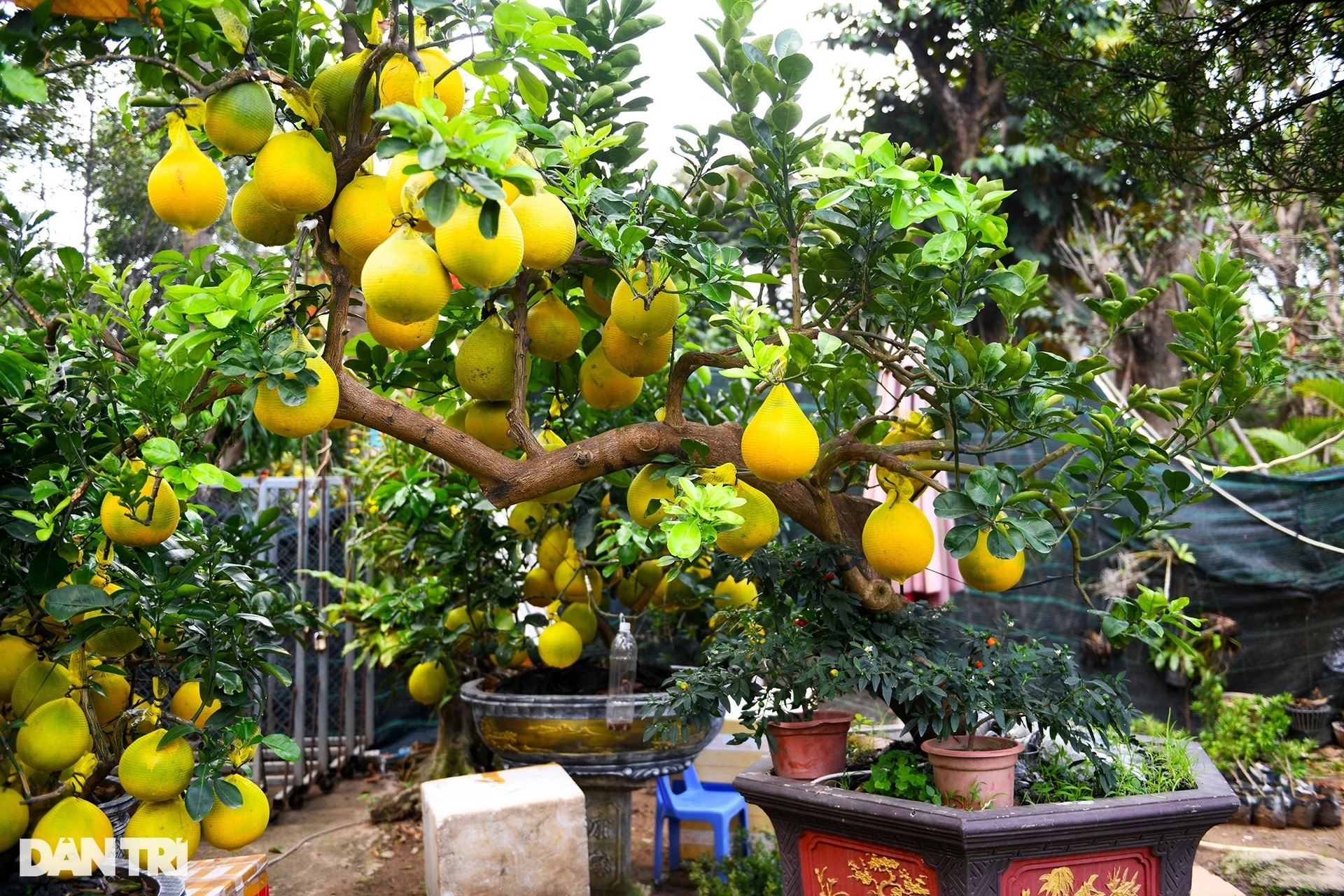 Hàng trăm cây bưởi Diễn vượt gần 2.000 km về TPHCM bày bán dịp Tết - 2 Hàng trăm cây bưởi Diễn vượt gần 2.000 km về TPHCM bày bán dịp Tết - 2