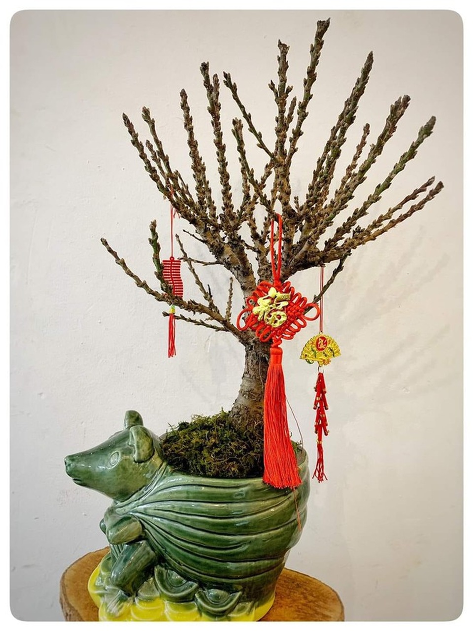 Hoa lạ từ Trung Quốc hút khách hàng chơi trước Tết cả tháng - 3 Hoa lạ từ Trung Quốc hút khách hàng chơi trước Tết cả tháng - 3