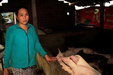 “Giải cứu” heo: Đừng để tư thương, đầu nậu “thông đồng” ép giá, trục lợi