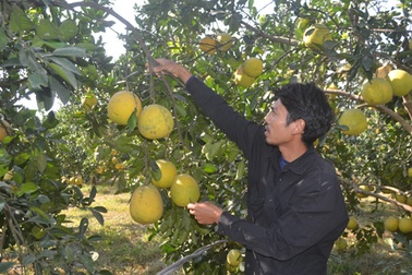 Chương Mỹ được mùa bưởi Diễn