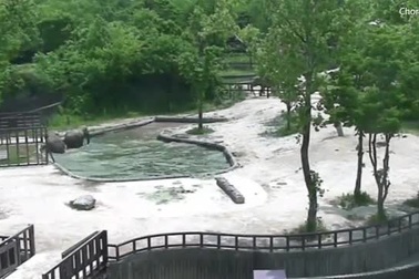 Khoảnh khắc voi trưởng thành hợp sức giải cứu voi con rơi xuống nước