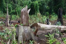 Vụ 3 nhân viên bảo vệ rừng bị bắn chết: Thêm 3 người nguy kịch