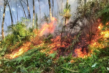 Cứu sống cán bộ kiểm lâm bị ngạt khi chữa cháy rừng