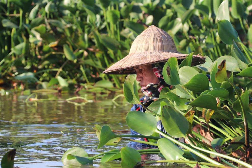 Nông dân thu lợi từ cây kẻ thù của ruộng đồng - 5 Nông dân thu lợi từ cây kẻ thù của ruộng đồng - 5