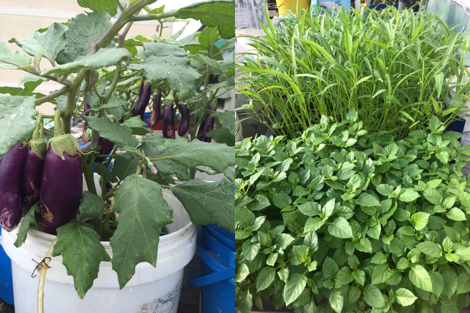 Vườn sân thượng rau trái lạ có kích thước khổng lồ của ông bố Sài Gòn - 12