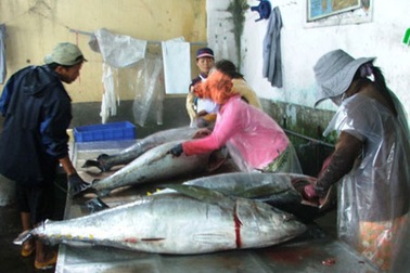 Đón lộc biển đầu năm