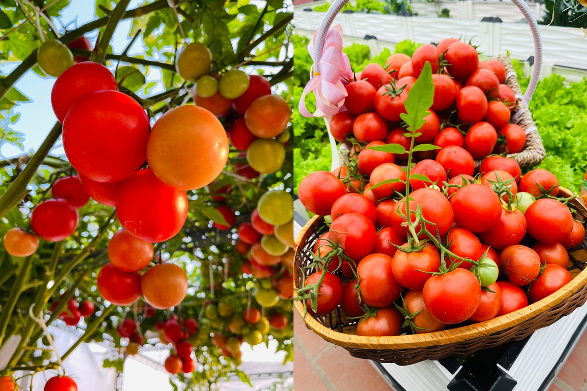 Cặp vợ chồng chi 50 triệu đồng, bê 2 tấn đất, làm vườn sân thượng ở Hà Nội - 6 Cặp vợ chồng chi 50 triệu đồng, bê 2 tấn đất, làm vườn sân thượng ở Hà Nội - 6