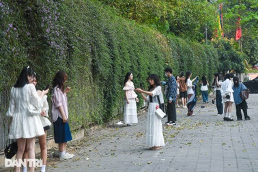 Giới trẻ Hà Nội "vỡ mộng" vì con đường hoa tím gây sốt không giống ảnh