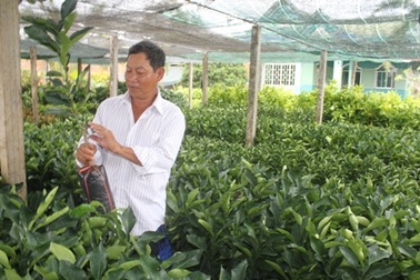 Hạn, mặn khiến giá cây giống tăng đột biến