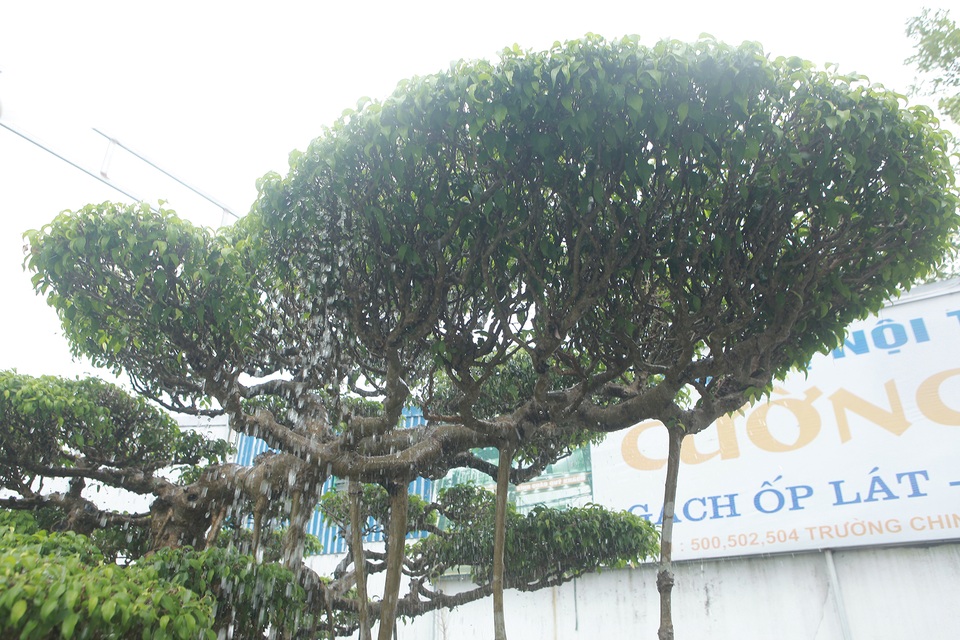 Mục sở thị bộ ba sanh cổ giá hơn 1 triệu USD của nghệ nhân Nam Định - 7 Mục sở thị bộ ba sanh cổ giá hơn 1 triệu USD của nghệ nhân Nam Định - 7