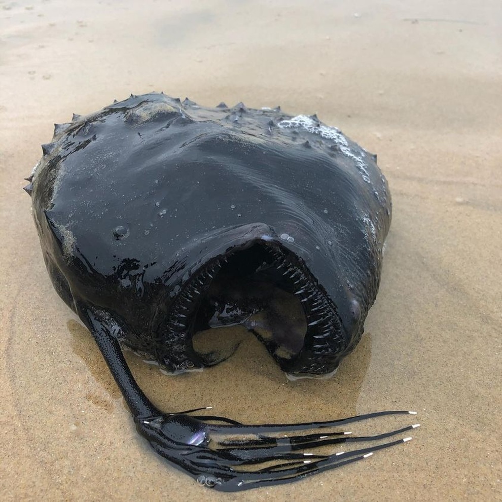 Meet the strange creatures that once washed up on the beach - 4