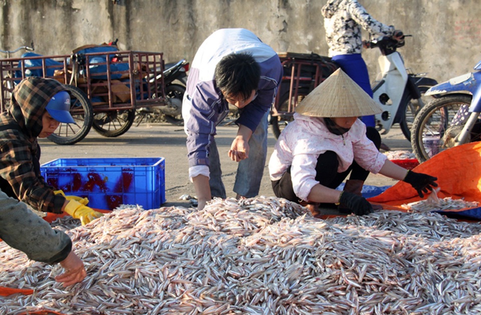 Trúng đậm cá cơm đầu xuân, ngư dân bỏ túi hàng chục tỷ đồng - 4 Trúng đậm cá cơm đầu xuân, ngư dân bỏ túi hàng chục tỷ đồng - 4