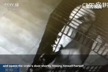 Cuộc vượt ngục của đàn chó