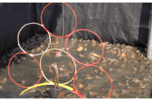 Về Cần Thơ xem những "vận động viên" ếch biểu diễn xiếc