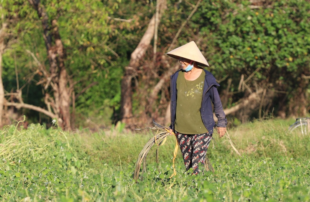 Nông dân cướp nắng thu hoạch cây thuốc hiệu quả gấp 3 lần trồng màu - 1 Nông dân cướp nắng thu hoạch cây thuốc hiệu quả gấp 3 lần trồng màu - 1