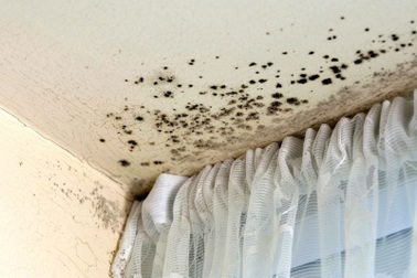 Giấy dán tường có thể là “ổ” nấm mốc độc hại