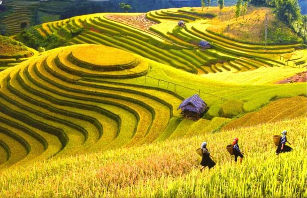 Khoảnh khắc ruộng bậc thang của Việt Nam đẹp mê hồn trên báo Pháp - 2 Khoảnh khắc ruộng bậc thang của Việt Nam đẹp mê hồn trên báo Pháp - 2