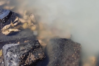 Hàu giao phối tập thể khiến nước biển chuyển màu khác thường