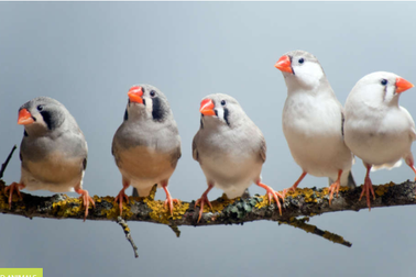 Chim di cư tìm đường về nhà như thế nào?