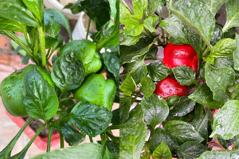 Khu vườn bội thu rau trái trên nóc nhà của gia đình ở Hà Nội - 10 Khu vườn bội thu rau trái trên nóc nhà của gia đình ở Hà Nội - 10