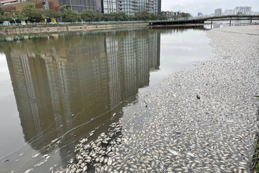 Vì sao hàng loạt cá chết trên hồ Thủy Sứ ở quận Tây Hồ?