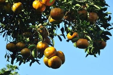 Đồng Tháp: Quýt hồng Lai Vung rộn rã vào xuân