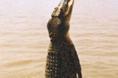 Cá sấu ăn thịt người ở Indonesia