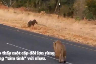Lợn rừng bỏ mặc bạn tình chạy thoát thân khi bị sư tử tấn công bất ngờ
