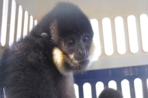 Cứu hộ cá thể vượn đen má hung đi lạc vào đầm nhà dân