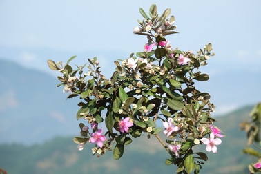 Quảng Ngãi: Hoa sim nở tím một góc trời trên thảo nguyên Bùi Hui