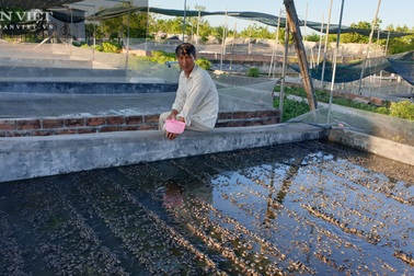 Nuôi toàn con đặc sản, lão nông Nam Định bỏ túi hàng trăm triệu đồng/năm