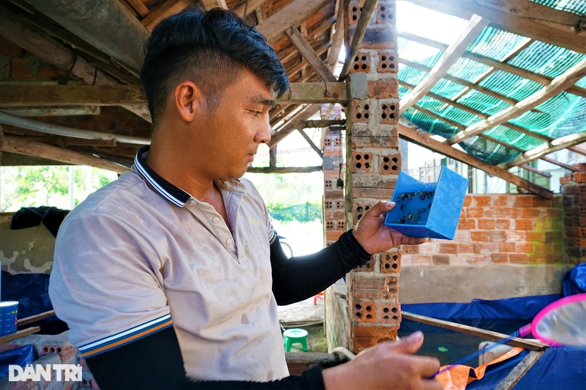 Nuôi cá tiểu thư, công tử đỏng đảnh, trai làng vớt tiền triệu mỗi tháng - 6 Nuôi cá tiểu thư, công tử đỏng đảnh, trai làng vớt tiền triệu mỗi tháng - 6