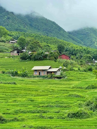 Chuyến "chữa lành" ngắm mùa lúa xanh ở Sa Pa chỉ 1,8 triệu của khách Hà Nội - 1